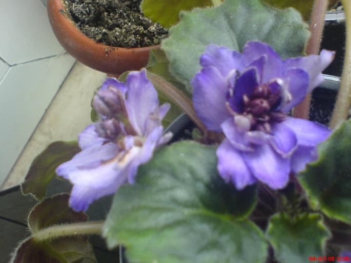 ciudatica1 - violete 2009