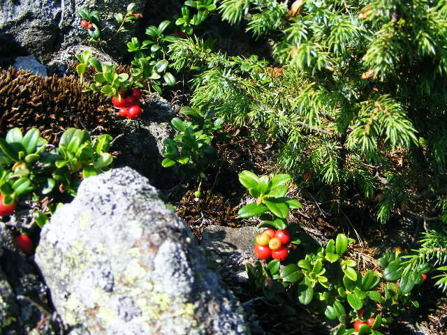 DSCF4477
