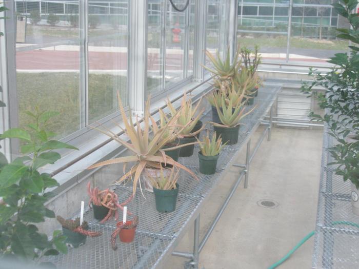 laboratorul de biologie al Facultatii - diverse - plante_animale_obiecte