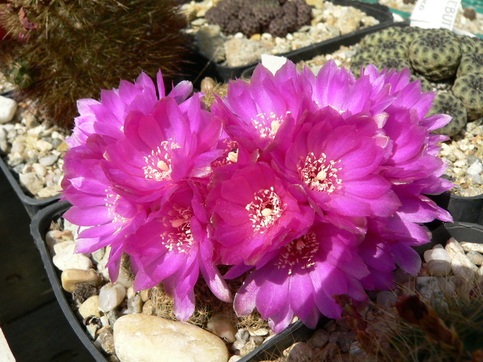 sulcorebutia_pampagrandensis - genul Rebutia