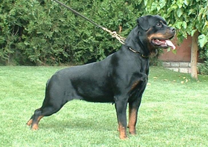 p-karma-2[1] - CAINI-ROTTWEILER-BEST