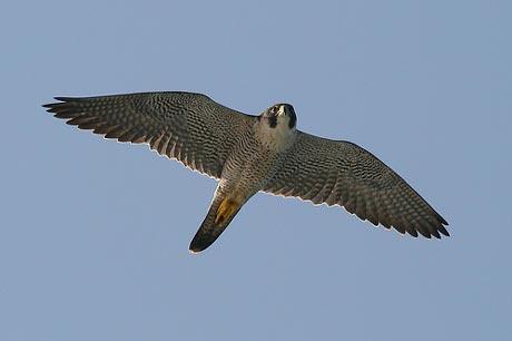 soim-calator-falco-peregrinus; lungime:60-63 cm
latime:105-110 cm
