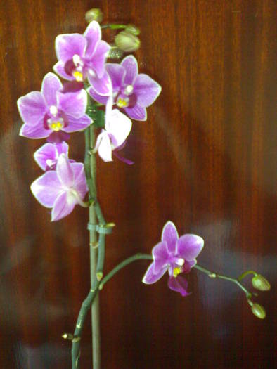 Inflorita in plina gratie - Phalaenopsis NoID mov-alb 2009
