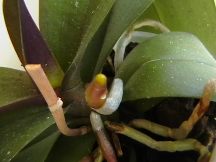 radacina - orhidee