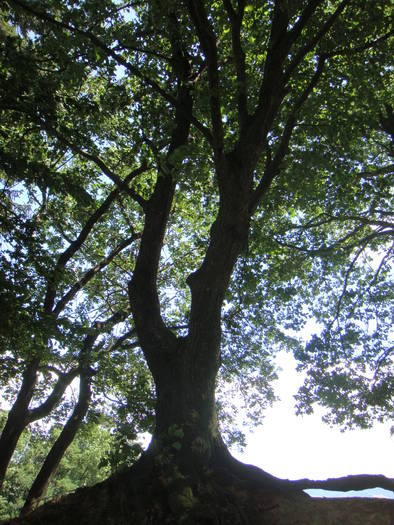 189 - vacanta 23  28 iulie 2009