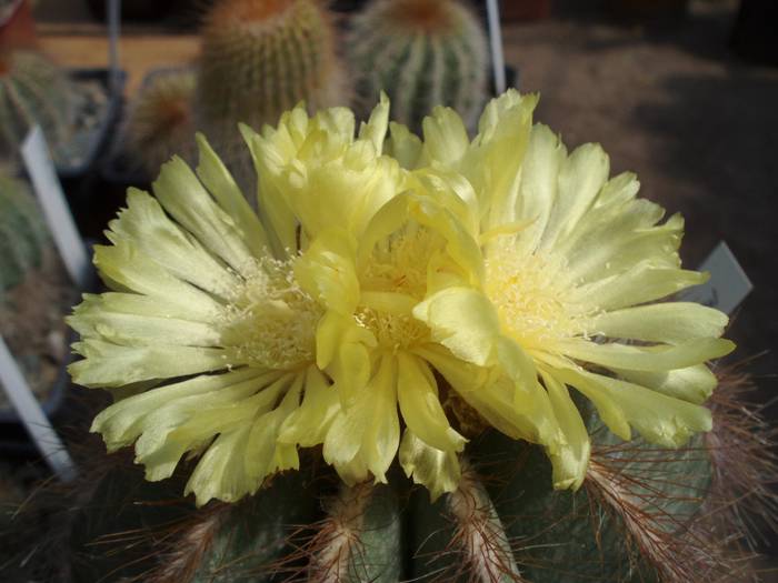 Notocactus magnificus