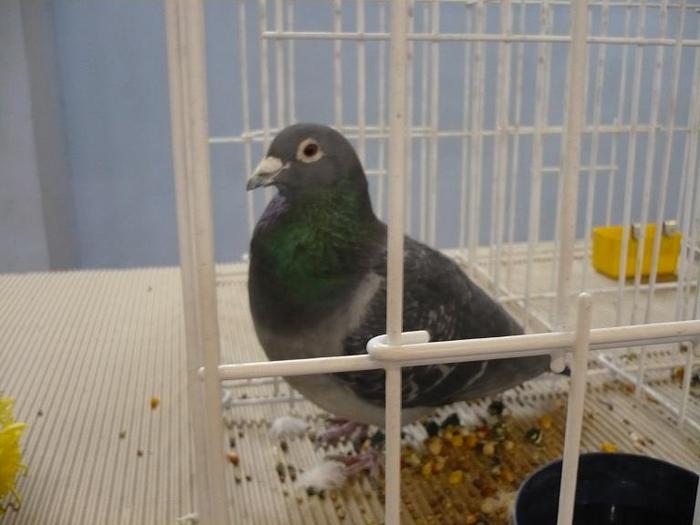 UCPR-Expo-Targoviste-2009-foto-8-ok