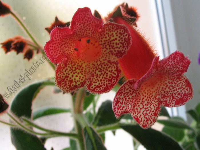 Kohleria Norrsken 6