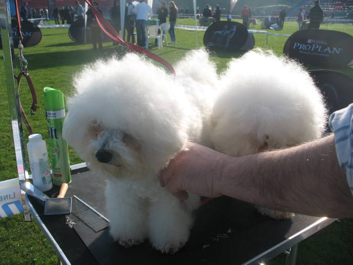 IMG_4673 - bichon frise