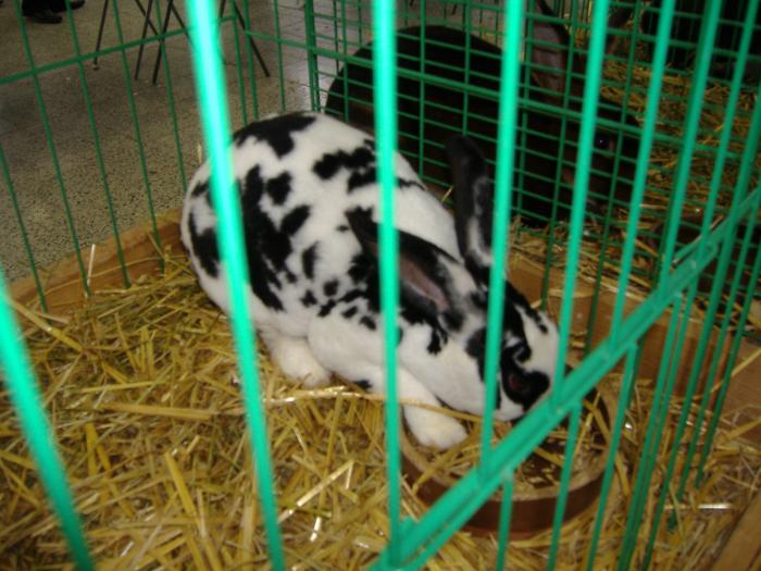 Nitra 06.12.2008 021