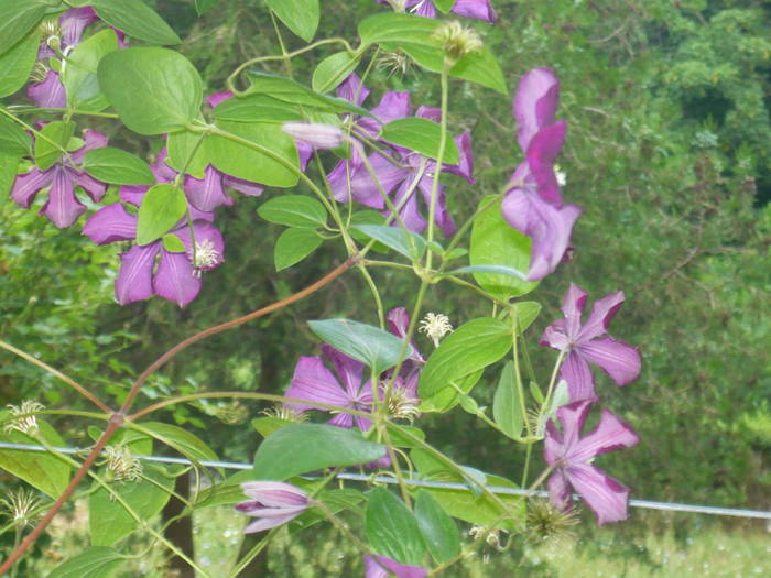 P1000883 - CLEMATIS