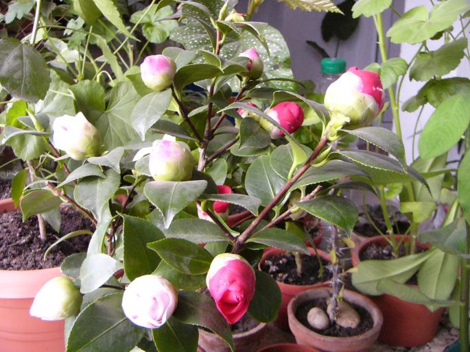 camelia japonica