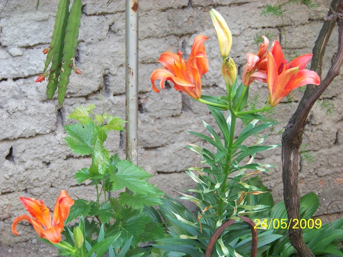 100_2327 - Primavara in curte 2  Timisoara