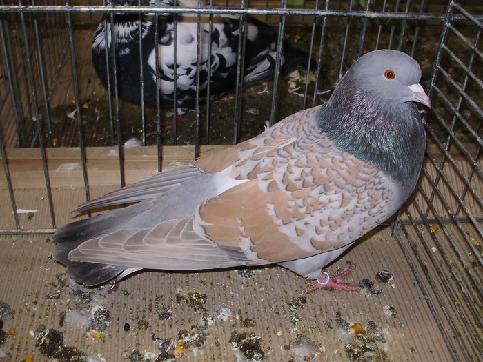 5218 c 0