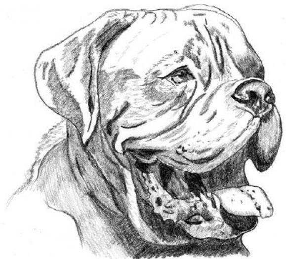 Dogue De Bordeaux1 - NET grafica caini