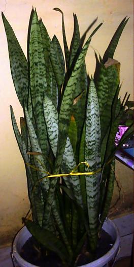 Sansevieria trifasciata