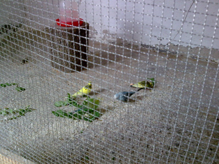 Imagine039 - PAPAGALI SI CANARI