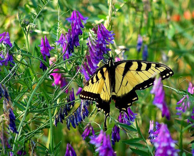202-Tiger-Swallowtail - paduri flori frunze rauri si multe altele