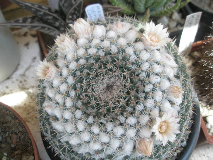 Mammillaria sempervivi 27.05 - Mammillaria
