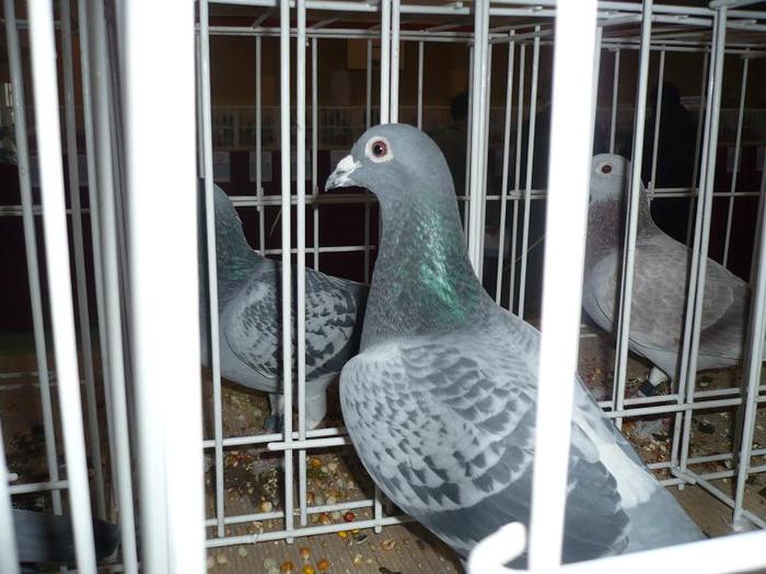 UCPR-Expo-Targoviste-2009-foto-2-ok