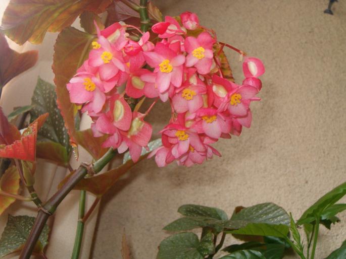 begonia coralina - diverse