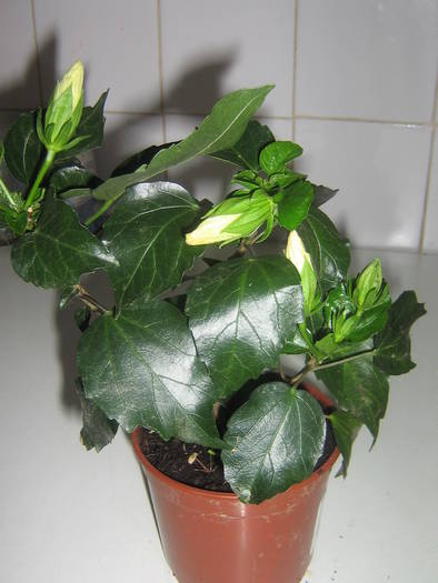 IMG_2224; hibiscus de la Mali
