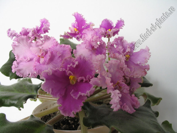 Saintpaulia Rosie Ruffles 6 - VIOLETE AFRICANE  - Saintpaulia