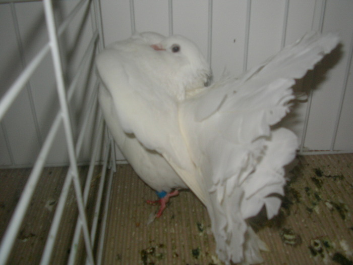 SANY0205 - poze expo 2009