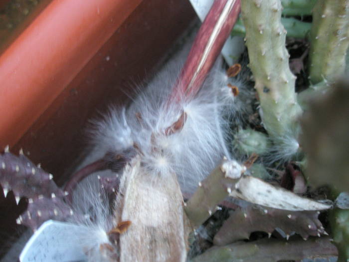 seminte imprastiate de Stapelia variegata - FRUCTE de cactusi si suculente