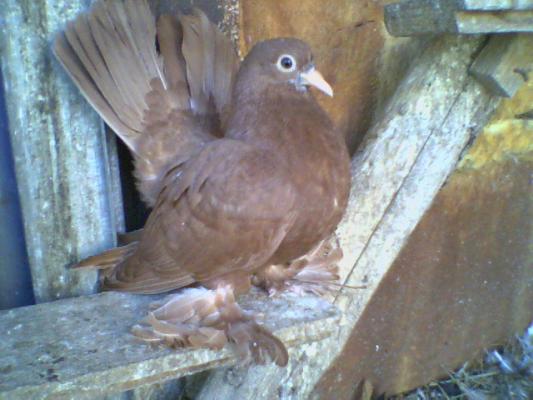 pui 2007 - Roller de colectie