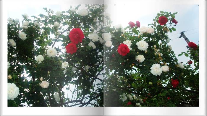 Trandafiri*Albi*si Rosii* - Trandafiri