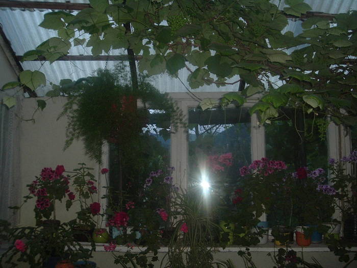 DSCF0923; terasa cu flori
