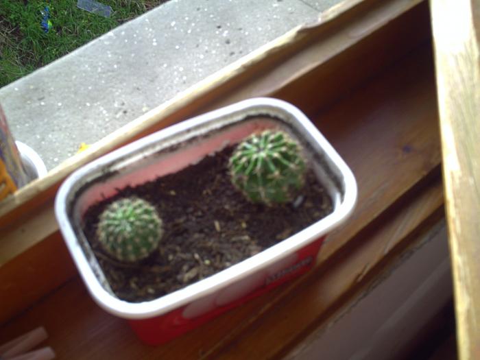 cactusi - plante-2009