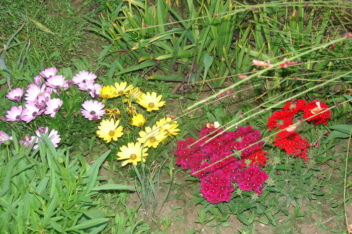 DSC01506 - poze cu florii 2009
