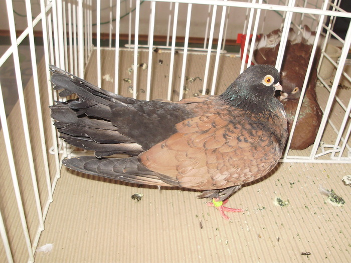 orbetean 3 - 1510 rz