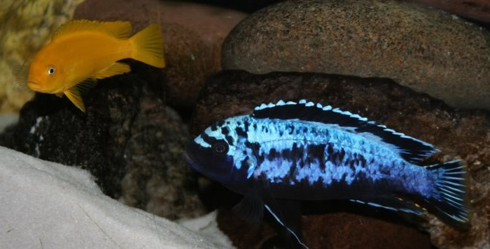 IMG_0699 - African Cichlid