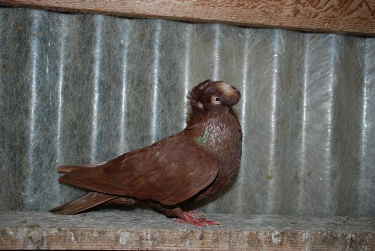 DSC_4237 - JUCATORI ARDELENI SI DE CALARASI