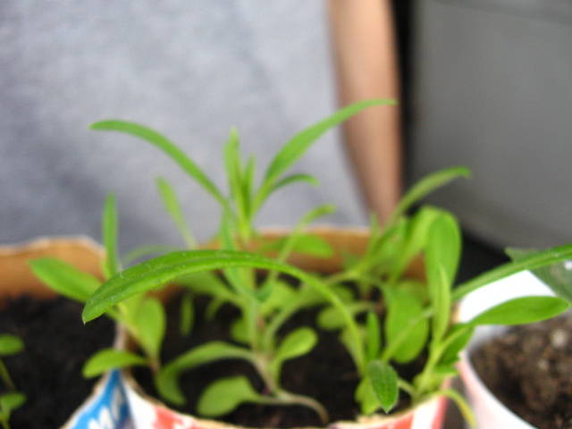 Garofite chinezesti; Vad ca pe langa ele au crescut si 2 gazania :)
