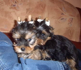 yorkshire - Yorkshire terrier