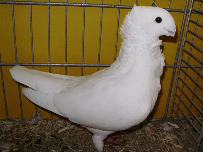 12799 old ned owl 1 - 1505 partea 6