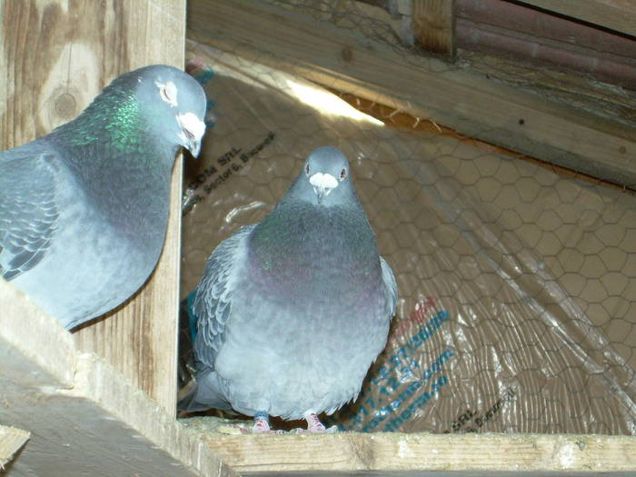 15.03.2009 023; masculi 2007
