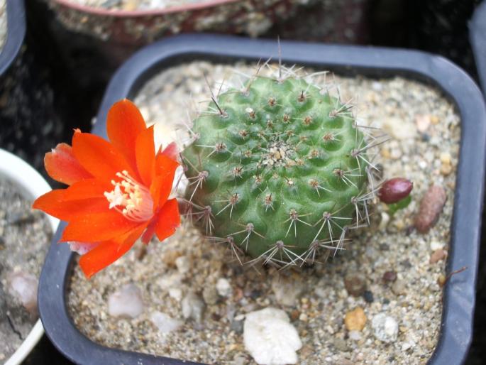 Rebutia fiebrigii