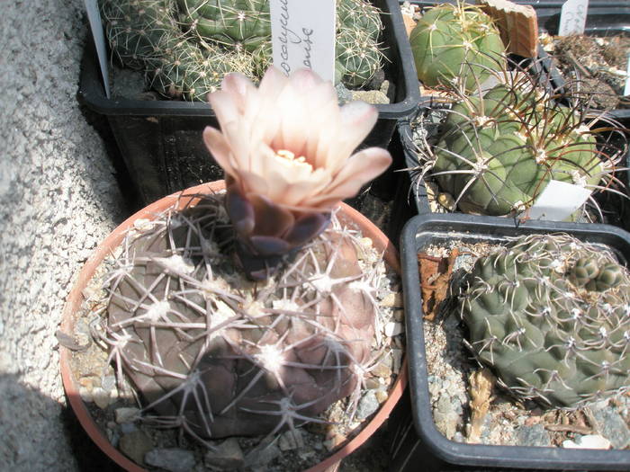 Gymnocalycium - Mangalia - 17-19 iulie 2009