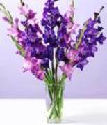 gladiole; violet
