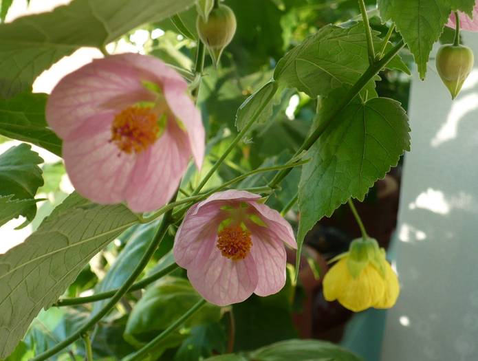 P1130417 - ABUTILONI