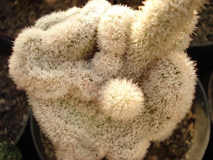 Pygmaeocereus densiaculeatus f. cristata