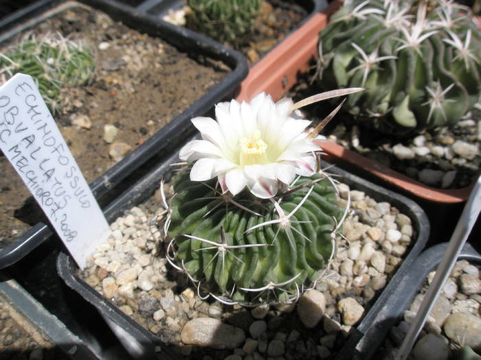 Echinofossulo obvalatus 25.05 - Echinofossulocactus