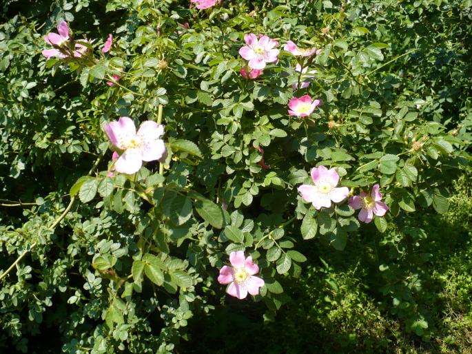 P1010812 - Gradina Botanica mai 2008