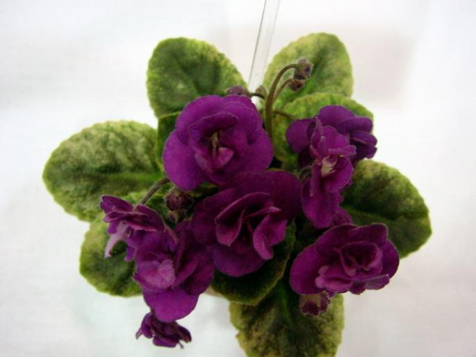 Robs_Bed_Bug_2005avsa - violete de pe net 1