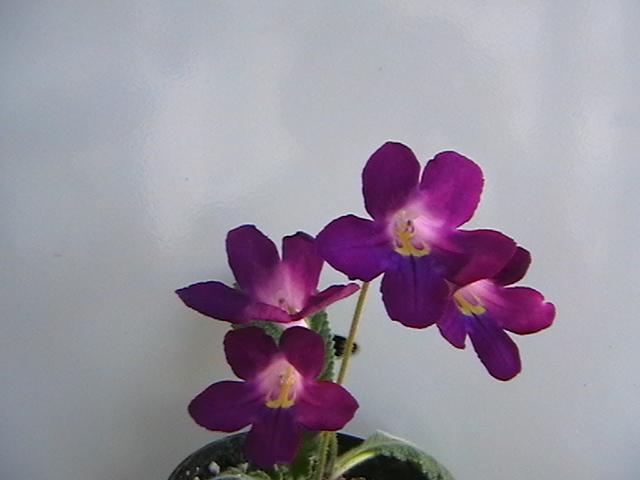 17.02 - streptocarpus 2009